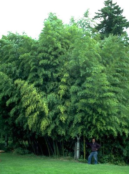 Choose from different styles, colors and dimensions and order easily via our webshop. Phyllostachys nigra 'Henon'