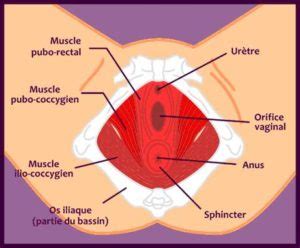 Organes G Nitaux Les Cl S De V Nus