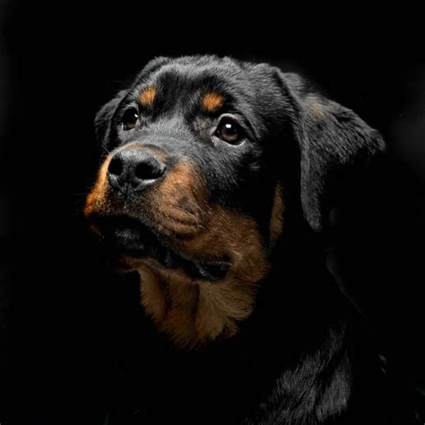 Dog Of Breed A Rottweiler In An Aggressive Condition It Is Removed In