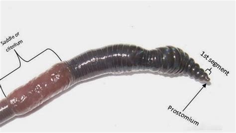 Science On The Spectrum Garden Earthworm Bothering Part 2 Identification