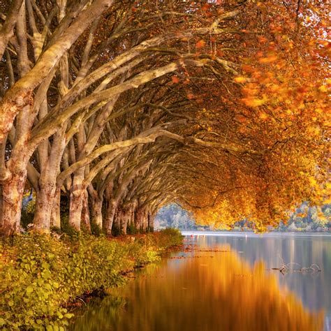 Autumn Trees Orange Lake 5k Ipad Air Wallpapers Free Download