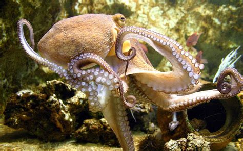 Hd Octopus Wallpapers Pixelstalknet