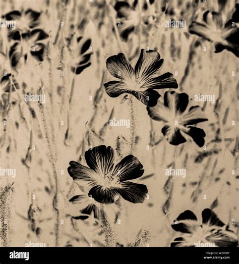 Black And White Negative Flower Heads Stock Photo Alamy