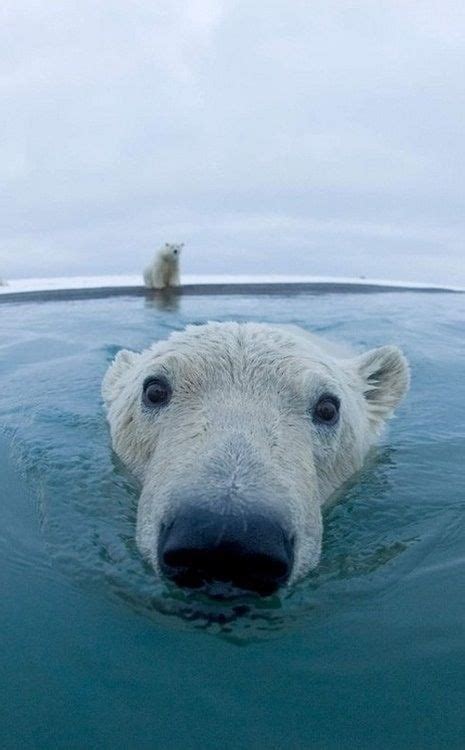Polar Bear Close Up All Creatures Great And Small Pinterest