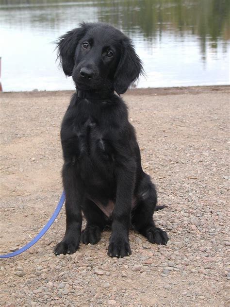 My Flat Coated Retriever Puppy Named Captain Love These Dogs