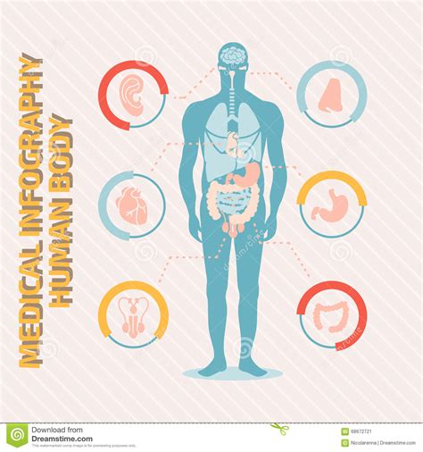 Infographic With Human Internal Organs Heart Stomach Liver Lungs