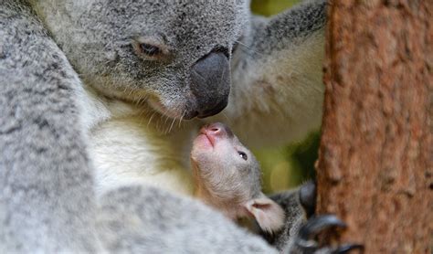First Koala Joey Makes Debut At Australia Zoo Australian Geographic