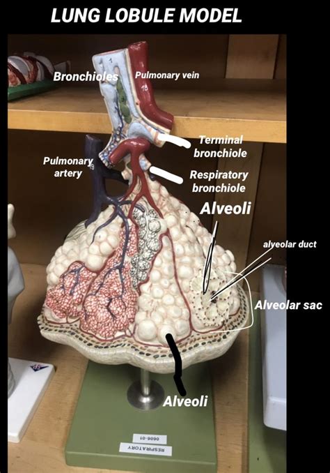Pin By Amanda On Aandp Medical Knowledge Anatomy And Physiology Respiratory System