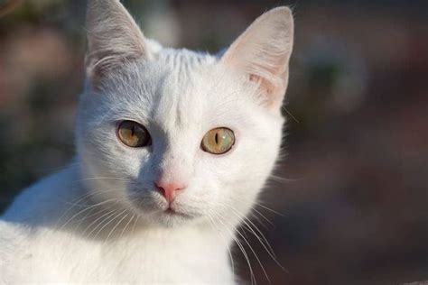 Feline 411 All About White Cats Cattitude Daily In 2020