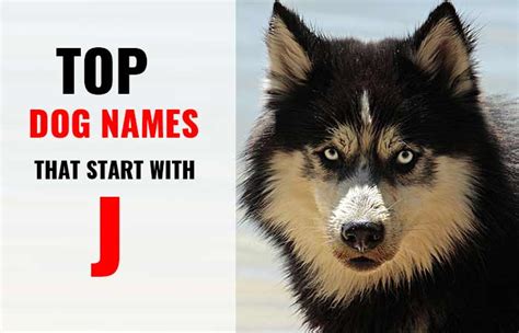 J Dog Names for your Girl & Boy Pup - Petnamee