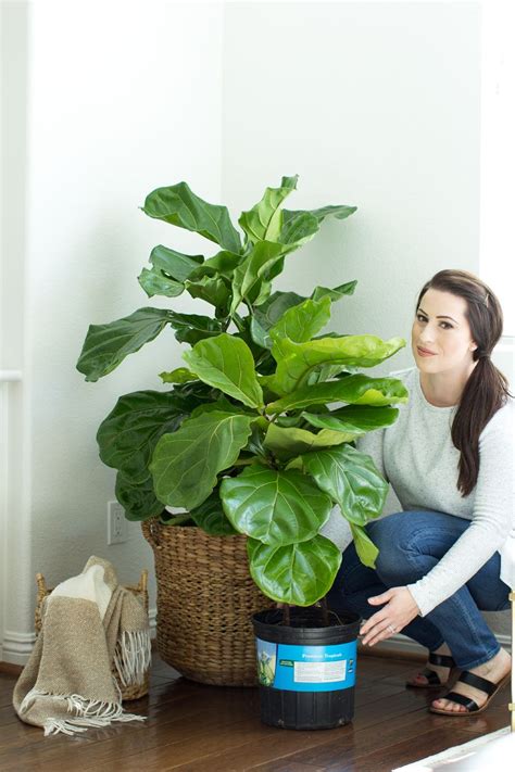 How To Keep Your Fiddle Leaf Fig Tree Alive How To Care For A Fiddle