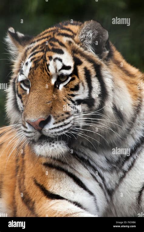 Siberian Tiger Panthera Tigris Altaica Also Known As The Amur Tiger