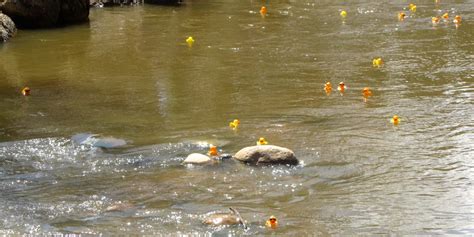 Featured in best cafes in sri hartamas and mont kiara. 32nd Estes Park Duck Race Festival | 2019 May Rotary Duck ...