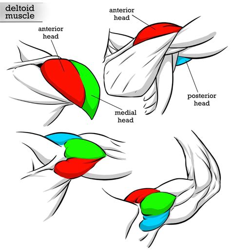 Deltoid Muscle 3 Heads Reference By Robertmarzullo On Deviantart