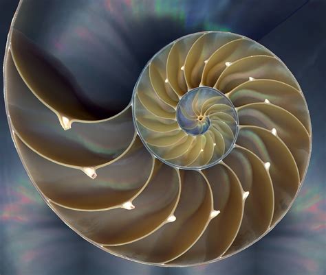 Nautilus Shell Sacred Geometry Pinterest Espirales Y Fractales