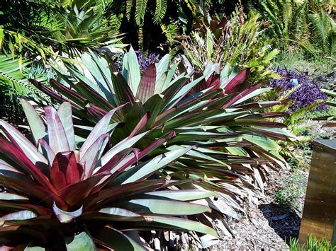 Alcantarea Imperialis Aka Vrisea Imperialis Tropical Landscaping