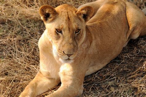 Female Lion Stock Photo Image Of Wildlife Female Adult 23201248