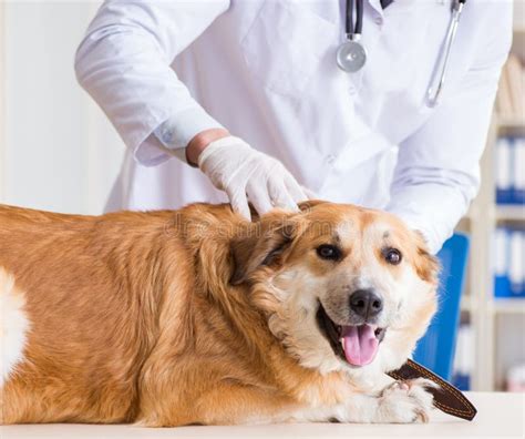 Doctor Examining Golden Retriever Dog In Vet Clinic Stock Image Image