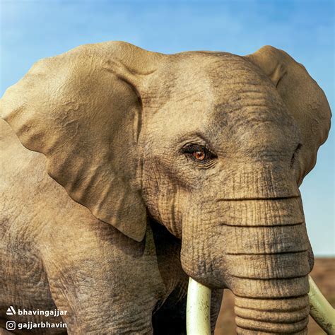 Artstation African Elephant 3d
