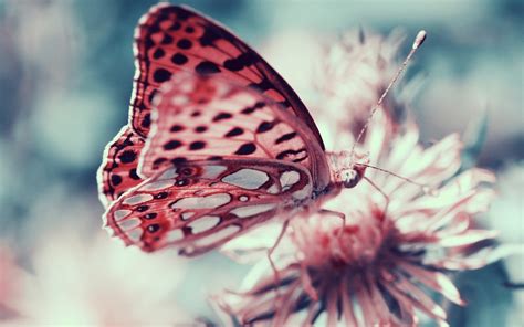 Pink Butterfly Animal Insect Flower Wallpapers Hd