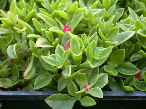 The stylish planter fits well in window sills, on desktop areas and tabletops. Pin on landscape ideas