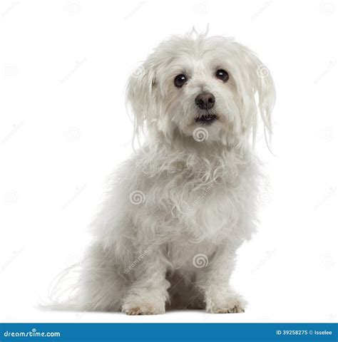 Old Maltese Sitting And Looking At The Camera Stock Image Image Of