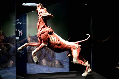 Body Worlds Animals Inside Out Exhibition Dragons And Fairy Dust