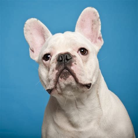 37 French Bulldog Eye Colors Picture Bleumoonproductions