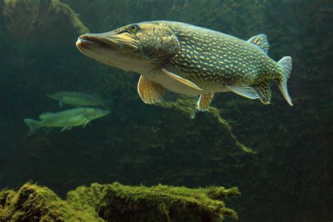 Pike Fish Facts Esox Az Animals