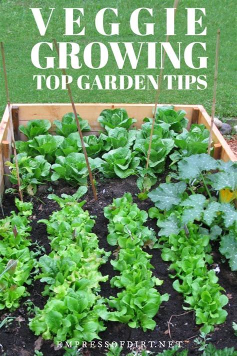 Vegetable Growing Tips And Plans For Organic Gardeners Find Out What