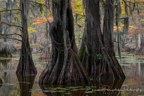 Silent Sentinels - Emmanuel Fine Art Photography