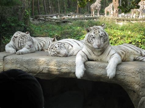 White Tigers White Tigers At The Safari World South Korea Tai