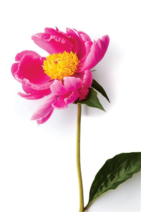 They flower best is early spring. Our Favorite Types of Peonies - Southern Living