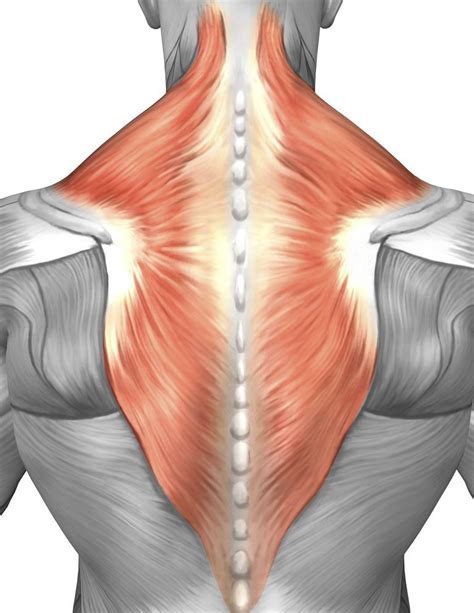Back Muscle Diagram Male Male Shoulder And Chest Muscles Labeled