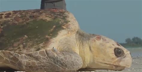Loggerhead Sea Turtle Released Back Into Gulf