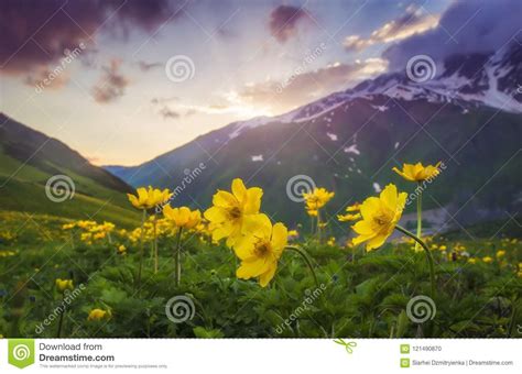 Landscape Of Beautiful Mountains At Sunset Yellow Flowers On