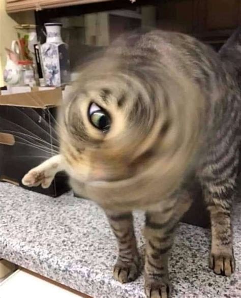 14 Funny Blurry Pictures Of Cats Viral Cats Blog