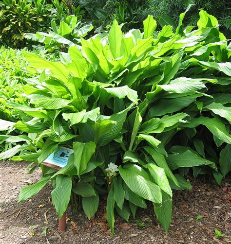 National Tropical Botanical Garden Curcuma Longa Plant Detail