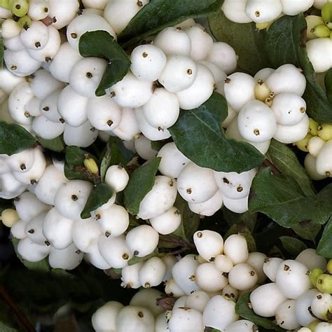 White Snowberry Florabundance Wholesale Flowers
