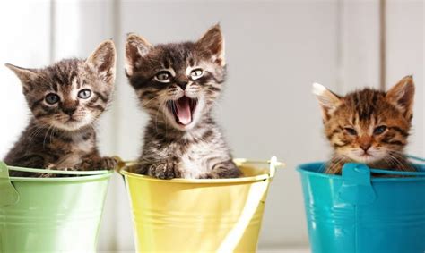 Funniest And Cutest Kittens Try Not To Say Aww Challenge