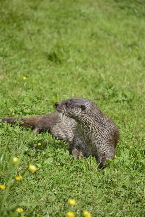 Otters On Riverbank In Lush Green Grass Of Summer In Sunlight Stock