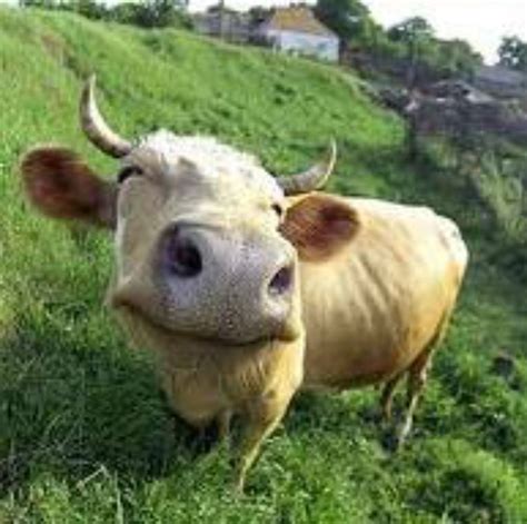 Funny Animal Picture Beautiful Animals Funny Cows 2