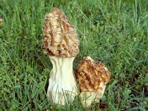 Світ грибів України Morchella Crassipes