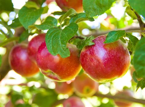 11 Best Orchards To Go Apple Picking In Ohio Midwest Explored