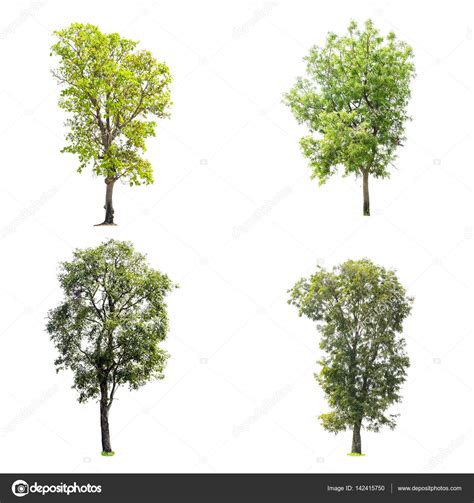 Collection Of Trees Isolated Stock Photo By ©etaphop 142415750