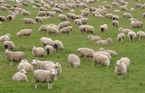 Flock Of Sheep Stock Image Image Of Domestic Farm Animals 5232097