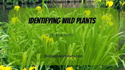 Identifying Wild Plants With Kids That Lancashire Lass