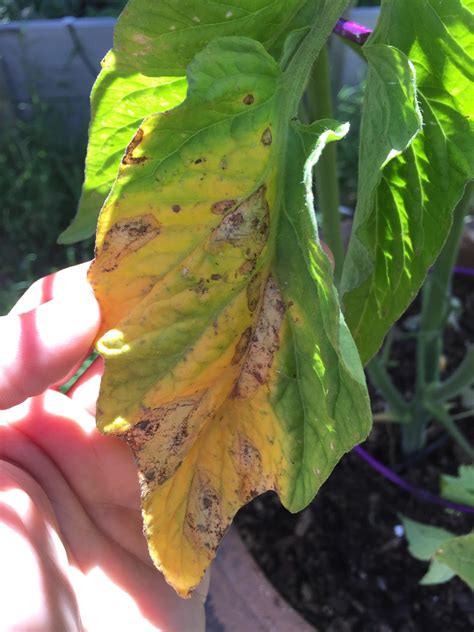 Is this plant in a container or in the ground? Is this a disease or deficiency? Lower tomato leaves are ...