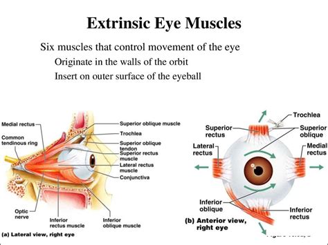 Sensory Systems презентация онлайн