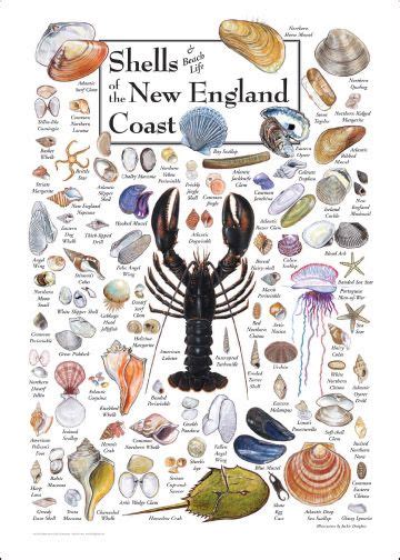 Shells Of The New England Coast Poster Sea Shells